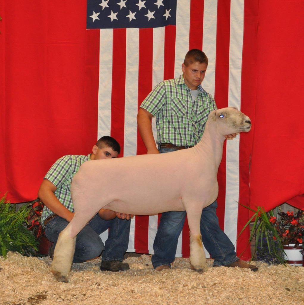 WiscoDowns's tweet photo. Congratulations Casey and Carson Lobdell. 1st in Team Showmanship at AAJS. #southdownsmile #AAJS #aajs16 https://t.co/lKv1DQuSXb