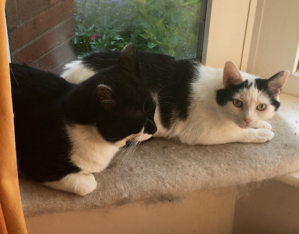 Do you have room in your life for this brother and sister?
Henry &amp; Missy are looking for a home in Birmingham.