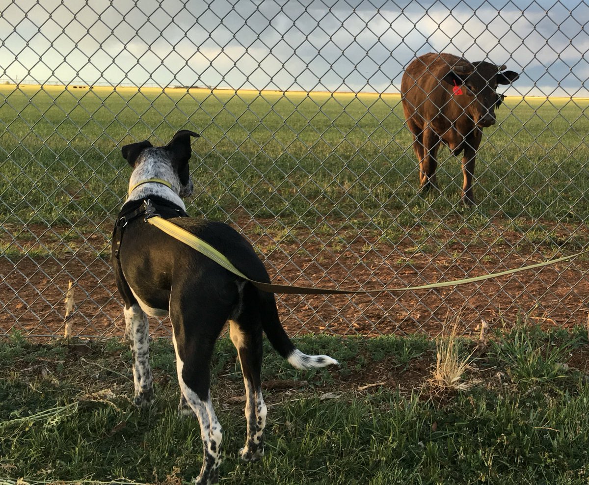 dogdot_Exe's tweet photo. Woof woof woof woof! #walkthedog https://t.co/7sfXKZMdSt