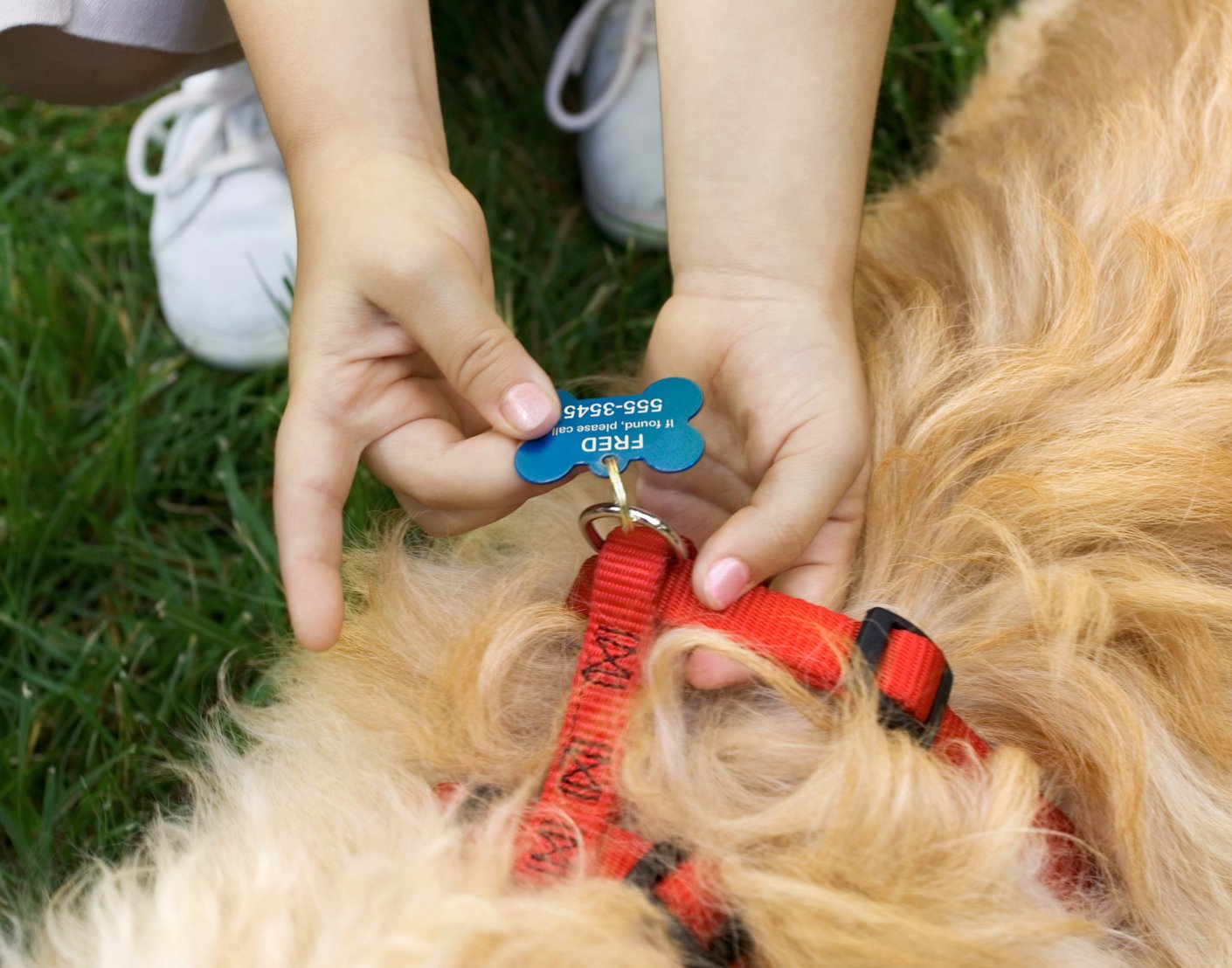 Petco on Twitter "ID tags & a microchip are a must to help identify