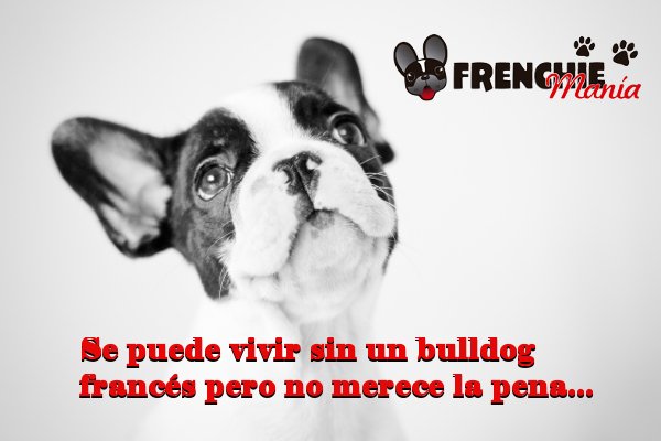 frenchiemania's tweet photo. Porque ell@s lo son todo para nosotr@s <3 <3 <3 Comparte si estas de acuerdo :)  #frenchiemania #bulldogfrances https://t.co/w4YkcMwM2O