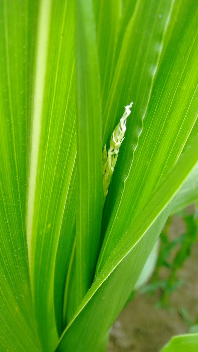 NickersonBen's tweet photo. Anyone else spotted one of these yet in their #Maize Crops?!
#Nickerson #THESeedsMen #MilkFromForage #TeamDairy #AD🌽 https://t.co/yDFc265anT