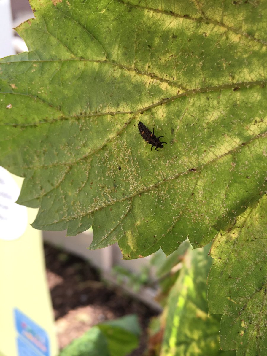 #Biologiskbekämpning #Nyckelpigelarv kalasar på humlebladlöss.#urbanodling #organicgardening #ladybugcaterpillar