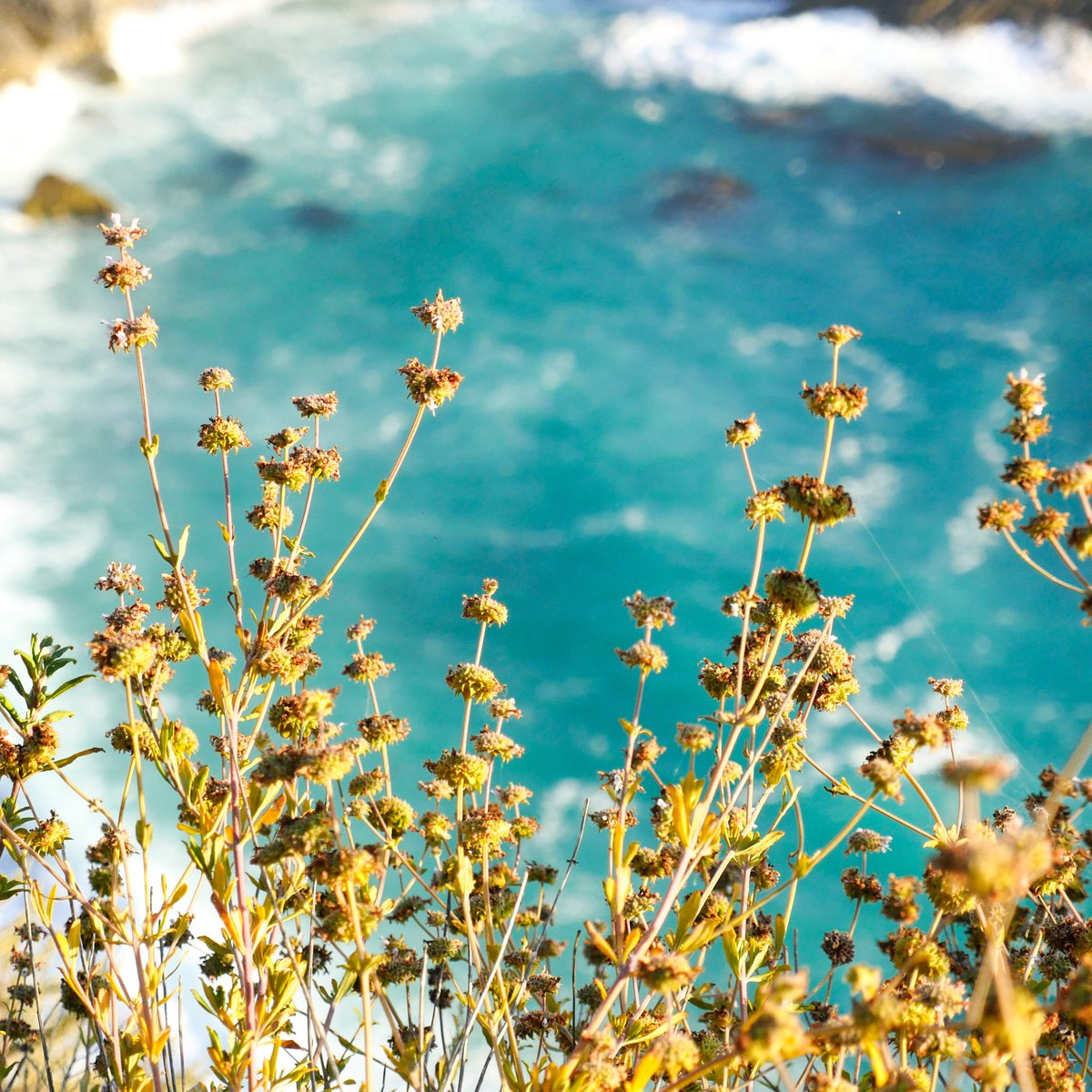 RayaWasHere's tweet photo. How do these colors exist in the wild? And how did we get so lucky to be surrounded by them? 💙🌎💛 https://t.co/xPzkaZFJpx