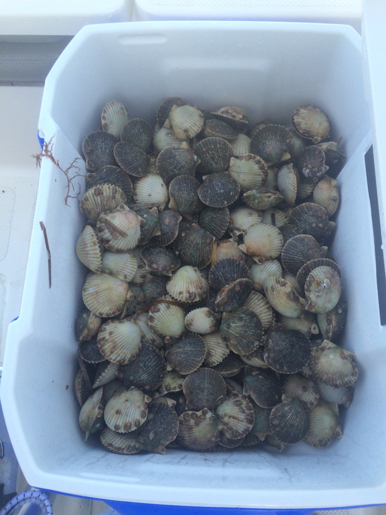 #hatchlife #scallops