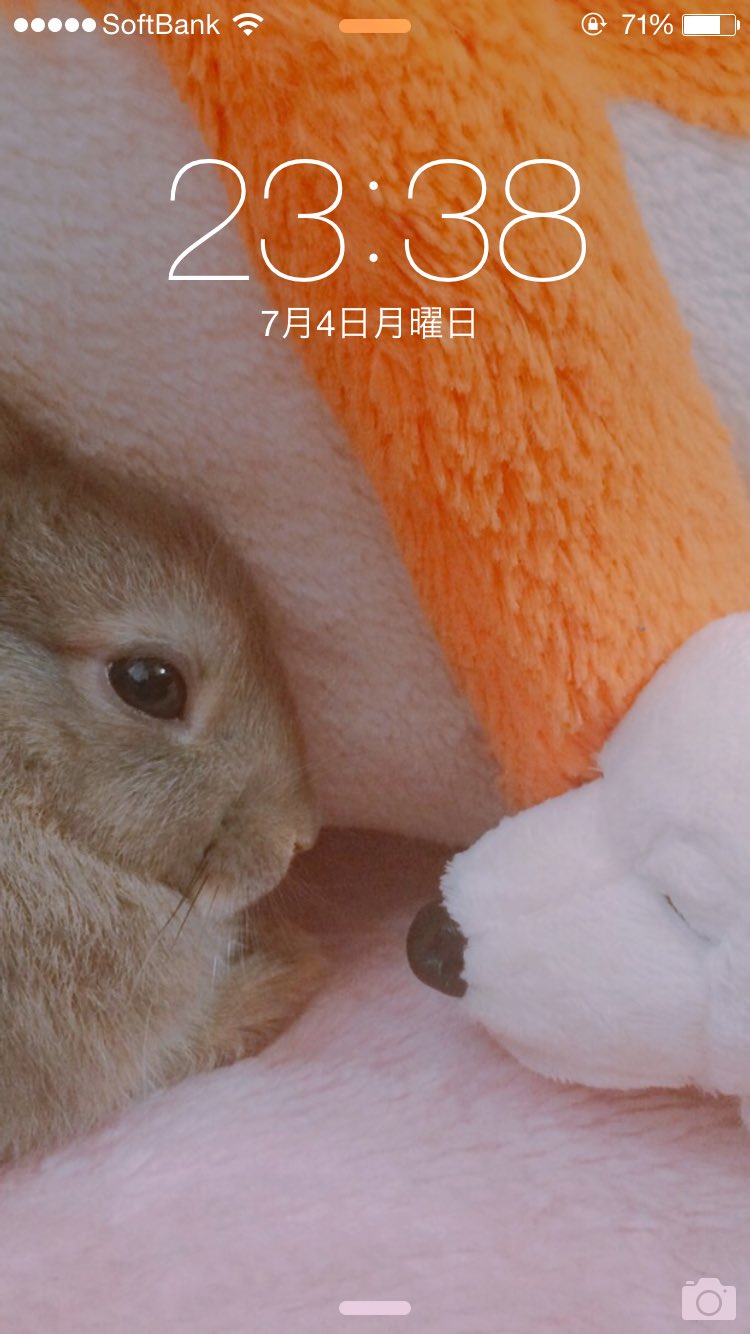 とんちゃん かわいい うさぎ とんすけ くま ぬいぐるみ なかよし かわいい 癒し ロック画面 お洒落 うさぎのいる暮らし うさぎかわいいようさぎ うさばか T Co Huuw2ngqdf Twitter