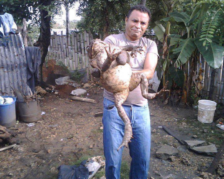 jose castillo tweet media