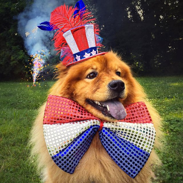 Vita_Bone's tweet image. Uncle Sam, you've got some competition. Happy #4thofJuly! 🎉 #PatrioticPups via instagram.com/izzy_the_chow