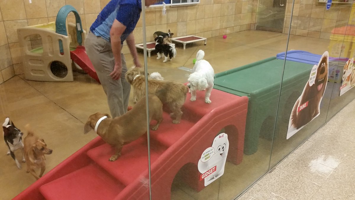 petsmart boarding