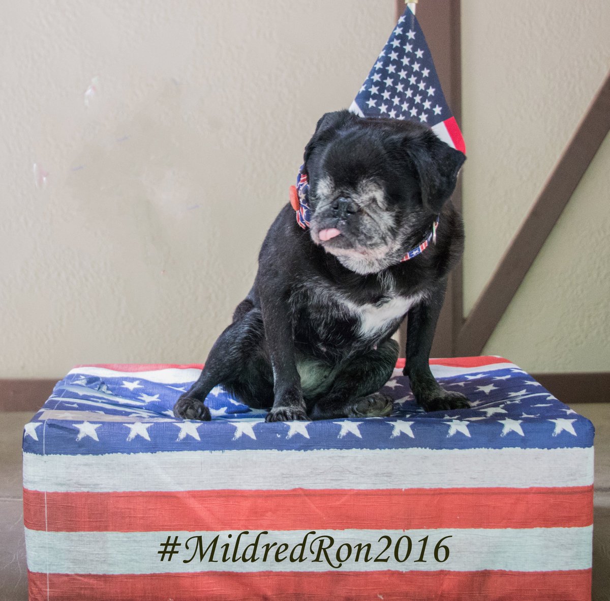 oldfriendssds's tweet photo. Mildred on her Presidential Platform...
#Mildred2016 #MildredRon2016 #OFSDS https://t.co/2pVUoJLxjh