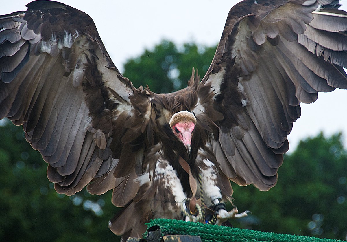 <a href="/billishow/">Billingshurst Show</a> photos now available, look out for them over the next few days.  #1: Xtreme Falconry - vulture landing.