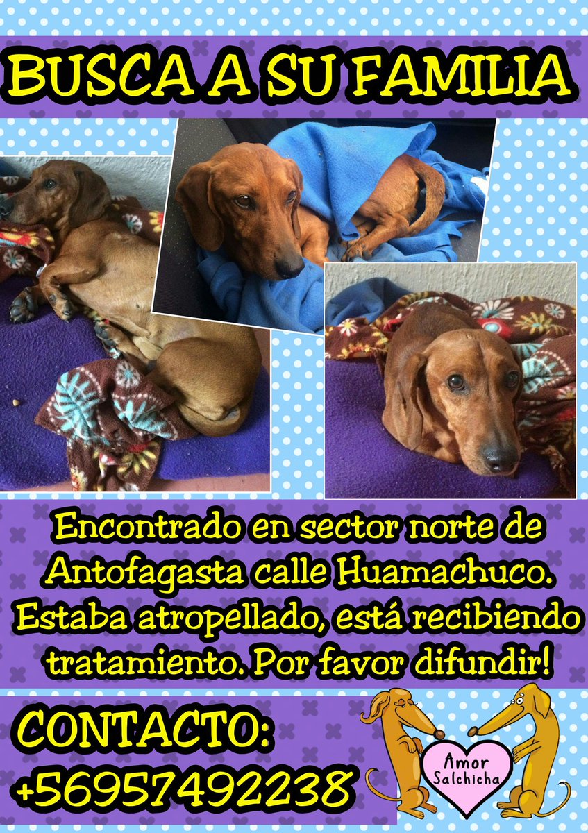 Encontrado en #Antofagasta <a href="/lostpets_cl/">Lostpets.cl</a> <a href="/PerrosPerdidos/">PerrosPerdidos</a> <a href="/BuscoMascotacl/">BuscoMascota.cl</a> <a href="/Animalperdidocl/">Mascotas Perdidas</a> <a href="/MascotasCl/">buscando mascotas</a> <a href="/MascotaCl/">Mascotas Perdidas</a>