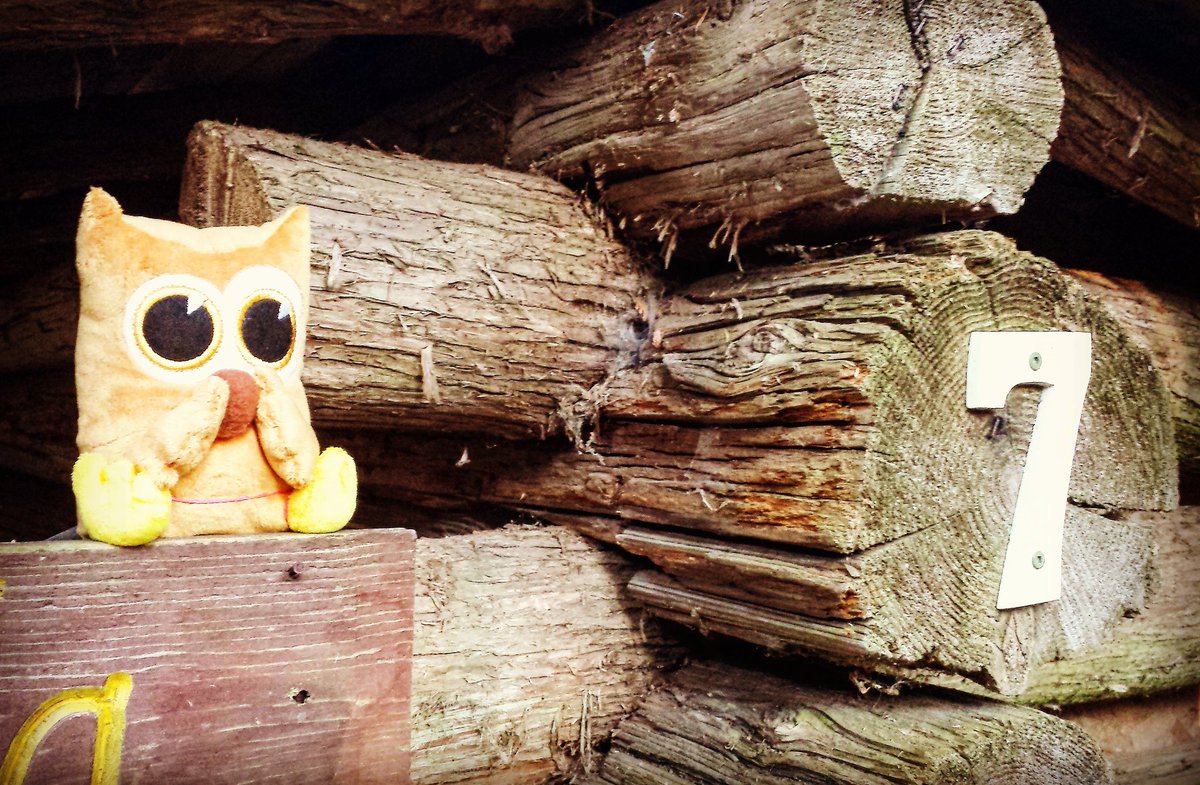 EvertonCamp's tweet photo. Campers started off today with a hunt around camp for the owls that deliver our mail! This one was at Adirondack 7! https://t.co/2q30N5tMoH