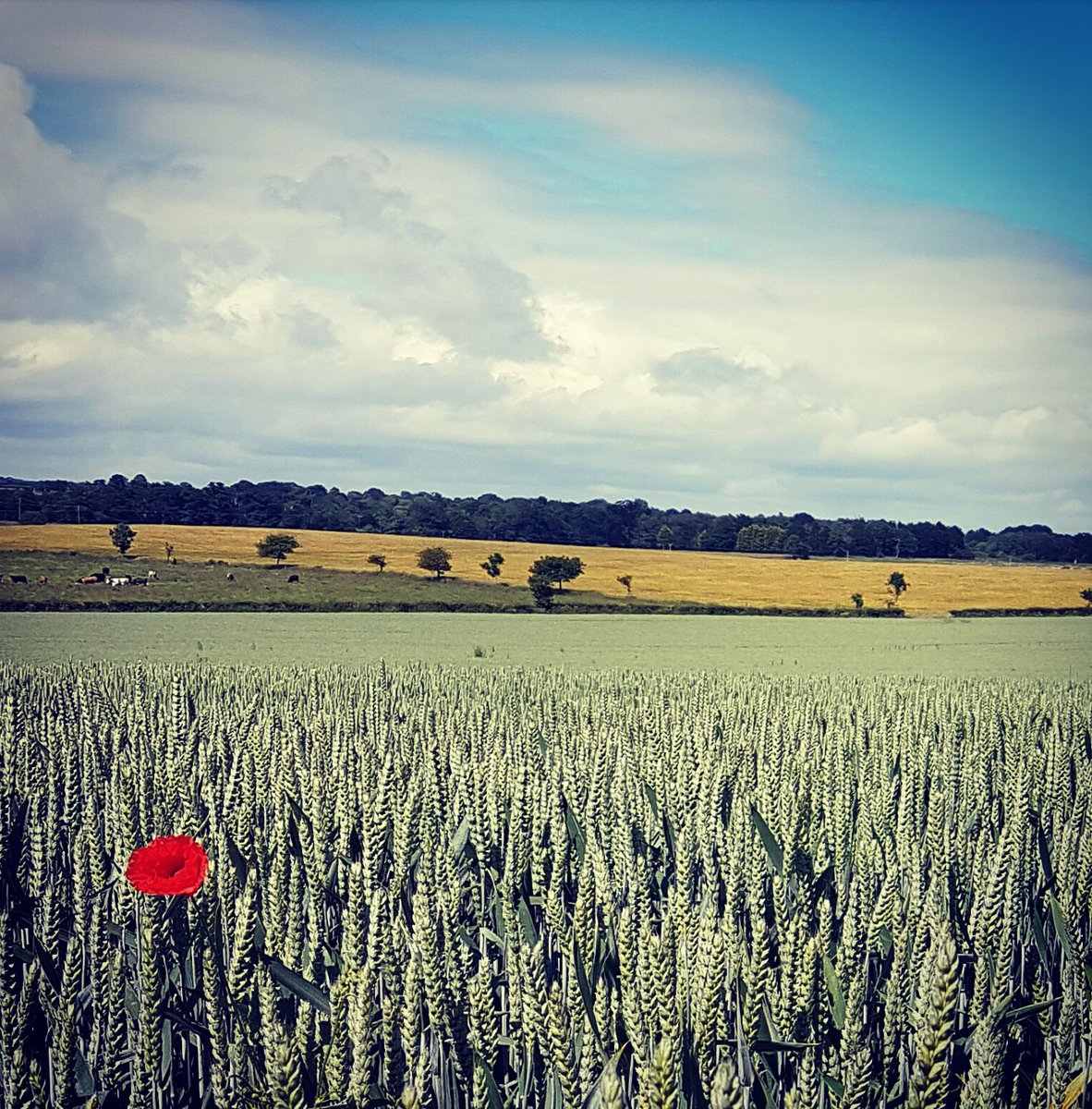 GBWildlifeTales's tweet photo. Sometimes the countryside just nails it... #EastAnglia #Poppy #RuralRoaming #PeddarsWay https://t.co/Q1Yltarrn5