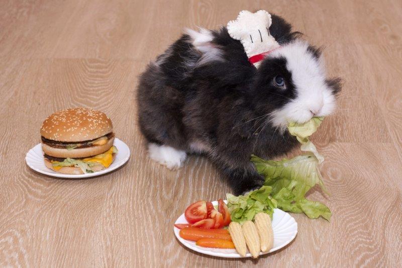 Bunny_opia's tweet photo. Find out what to feed your bunnies to keep the healthy with us. Tip - not burgers
https://t.co/YK8h8yqO4H #rabbits https://t.co/e3ybn6mSCt