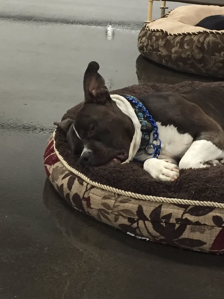 FurKidsDaycare's tweet photo. Somebody wants to make sure he doesn't miss out on anything! #radarear https://t.co/ILO0vYQxi9