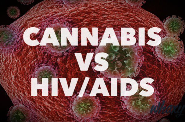 ThinkTankExile's tweet photo. Studies Reveal #Cannabis May be Helpful in Treatment of #HIV and #AIDS https://t.co/0xIaIdtrrN  #WorldAIDSDay #mmj https://t.co/rQ7wTXLAv0