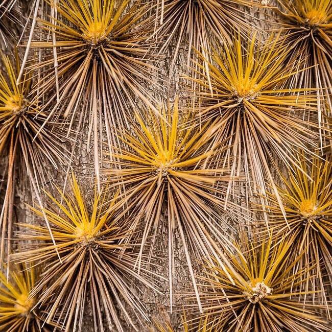 B1RDER's tweet photo. A rather #prickly subject, a #pricklypear on the streets of #PuertoAora #Galapagos. #dontleanonme @CanonNZ https://t.co/fnGh37QJtE