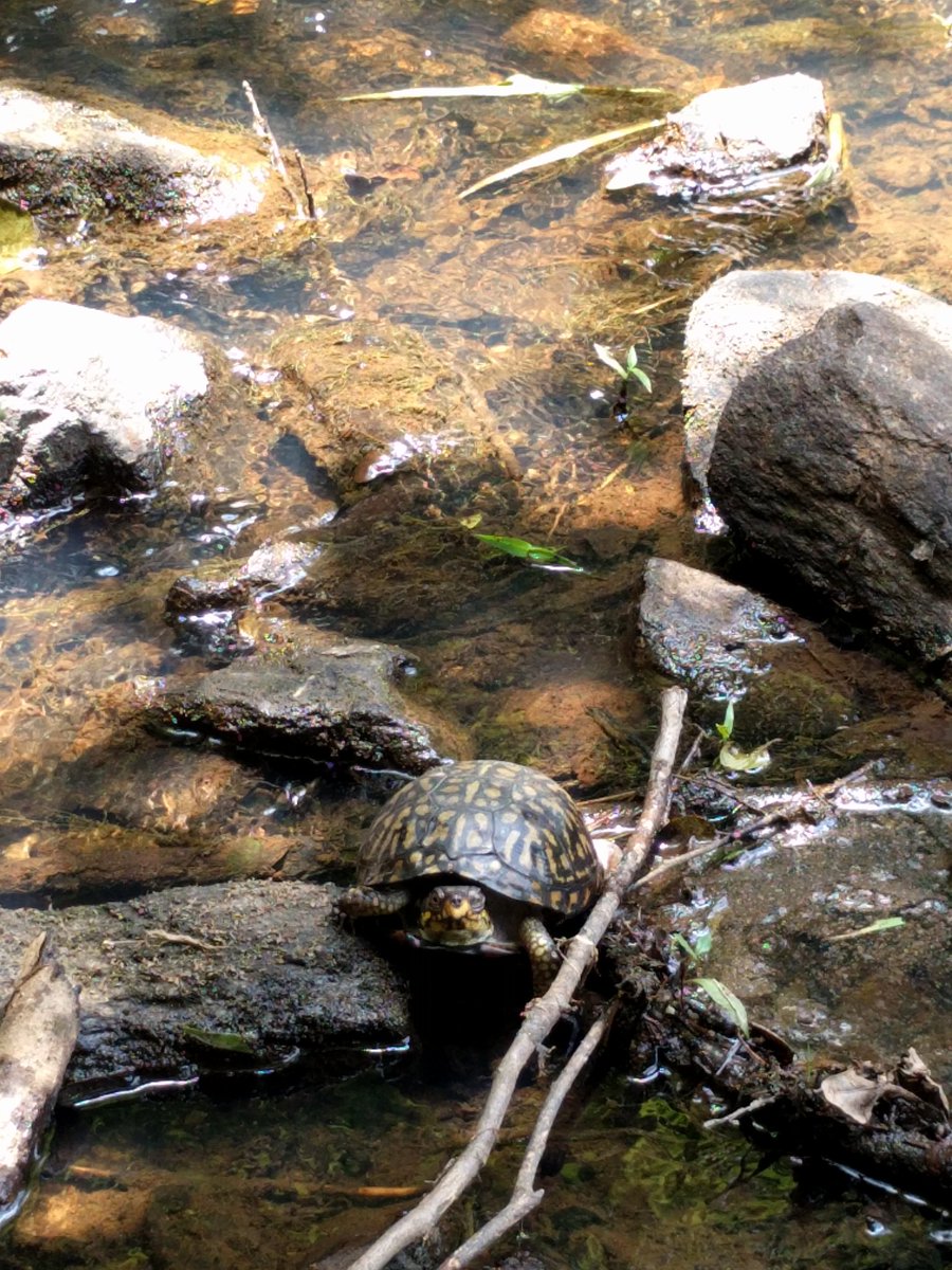 katiemaddox_'s tweet photo. I made a new friend today. #sweetwatercreek #atlanta #exploringatl https://t.co/KHuWOyI36R