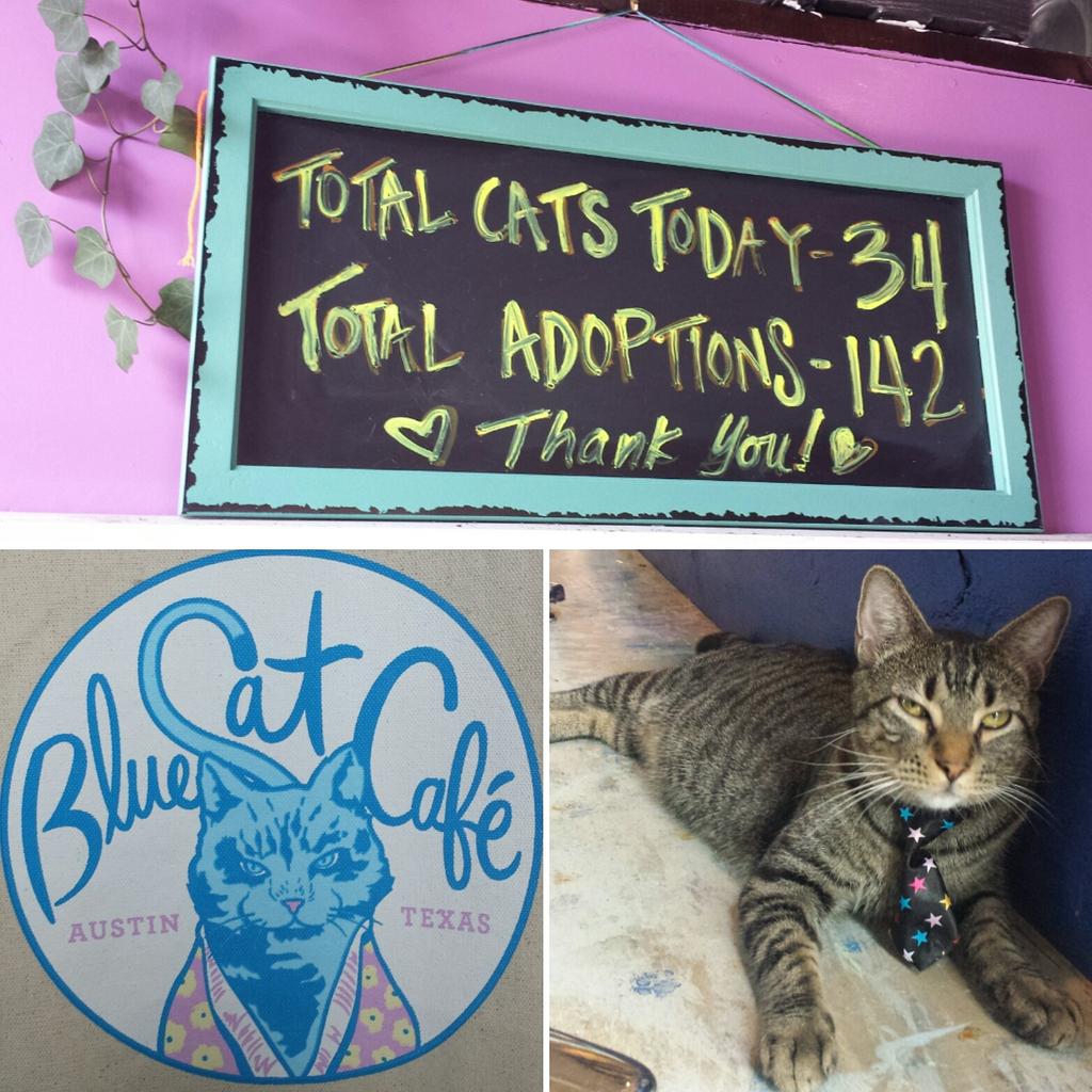 EveryStepAStory's tweet photo. Today I went to a Cat Café and it was everything I dreamed it would be. 😻😻😻 https://t.co/vWZkCPKaGR
