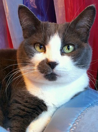 LexiTheKitty1's tweet photo. Selfie from Lovely Lilly, Big Benji, and last but not least, Little Lexi. #CatsOfTwitter #Selfie https://t.co/LndQf4hyHB