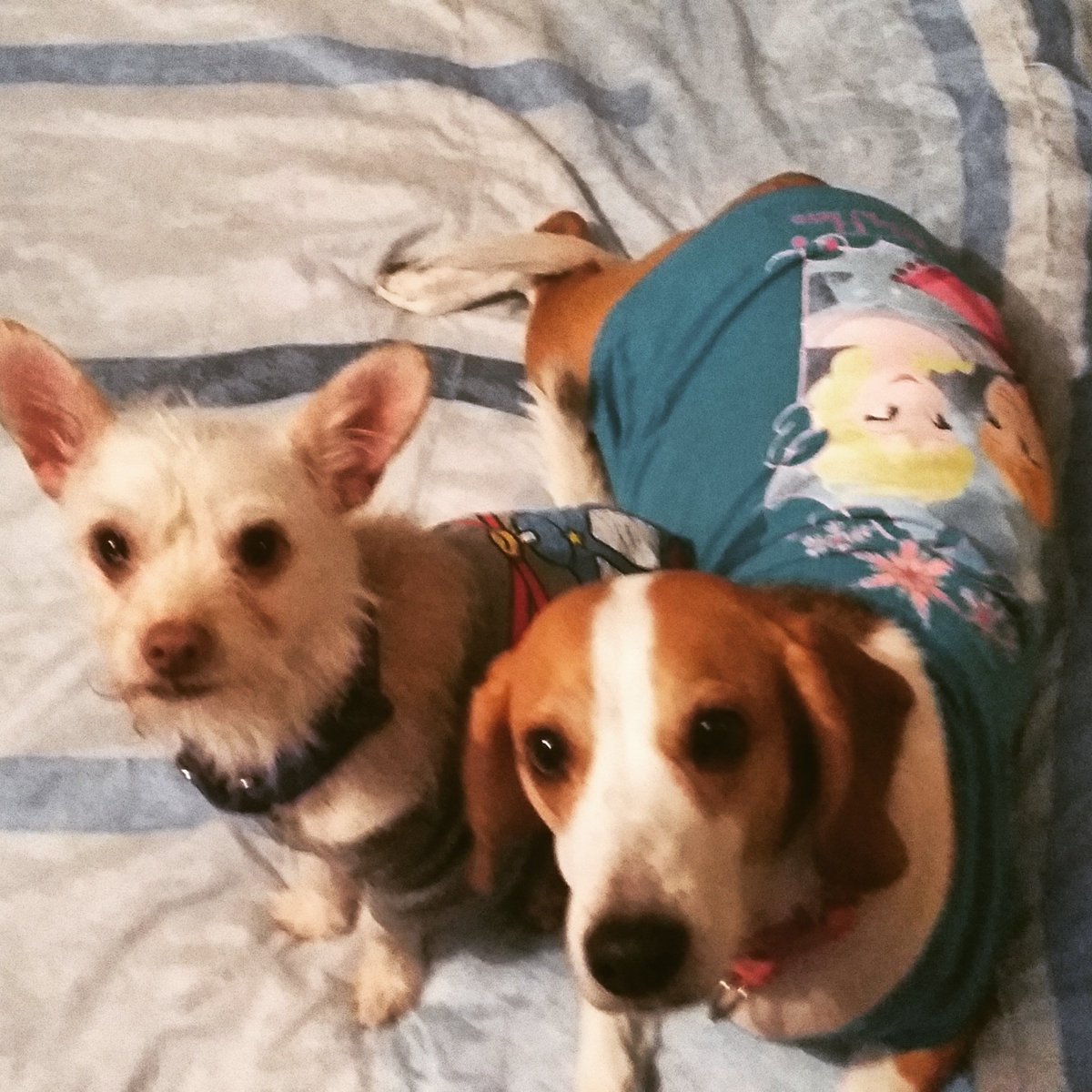 topo_497's tweet photo. @tobitheboston que onda tobi!! Aca unos cuates para cuando gustes echar coto!! Saludos https://t.co/ElNUciOmwL