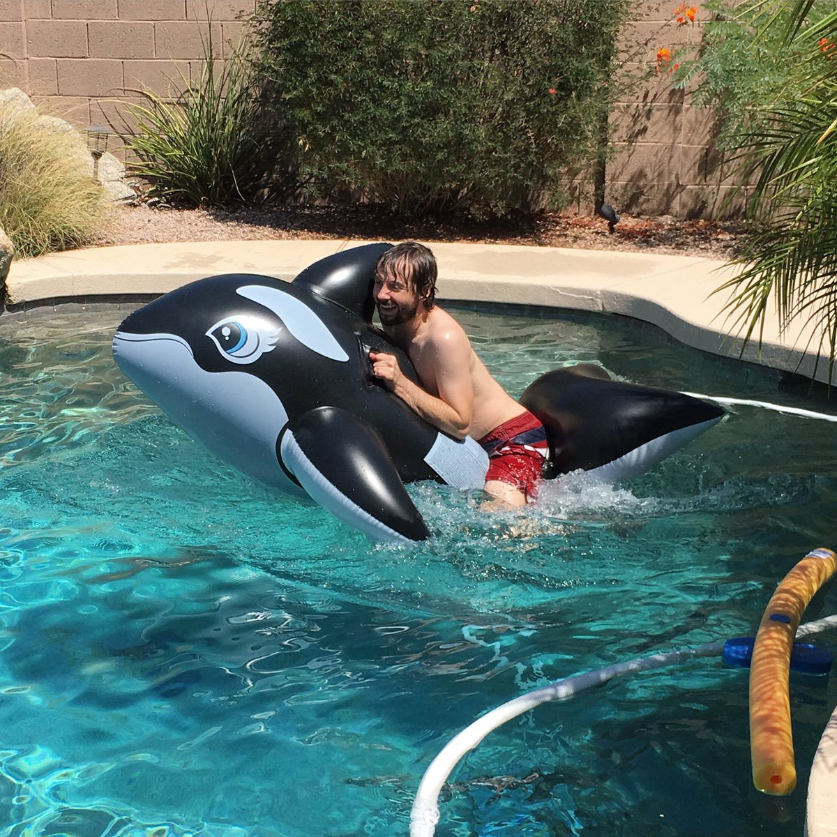 How Whales Are Deliberately Hunted by 'Accident' | National Geographic, image size:1200x1200