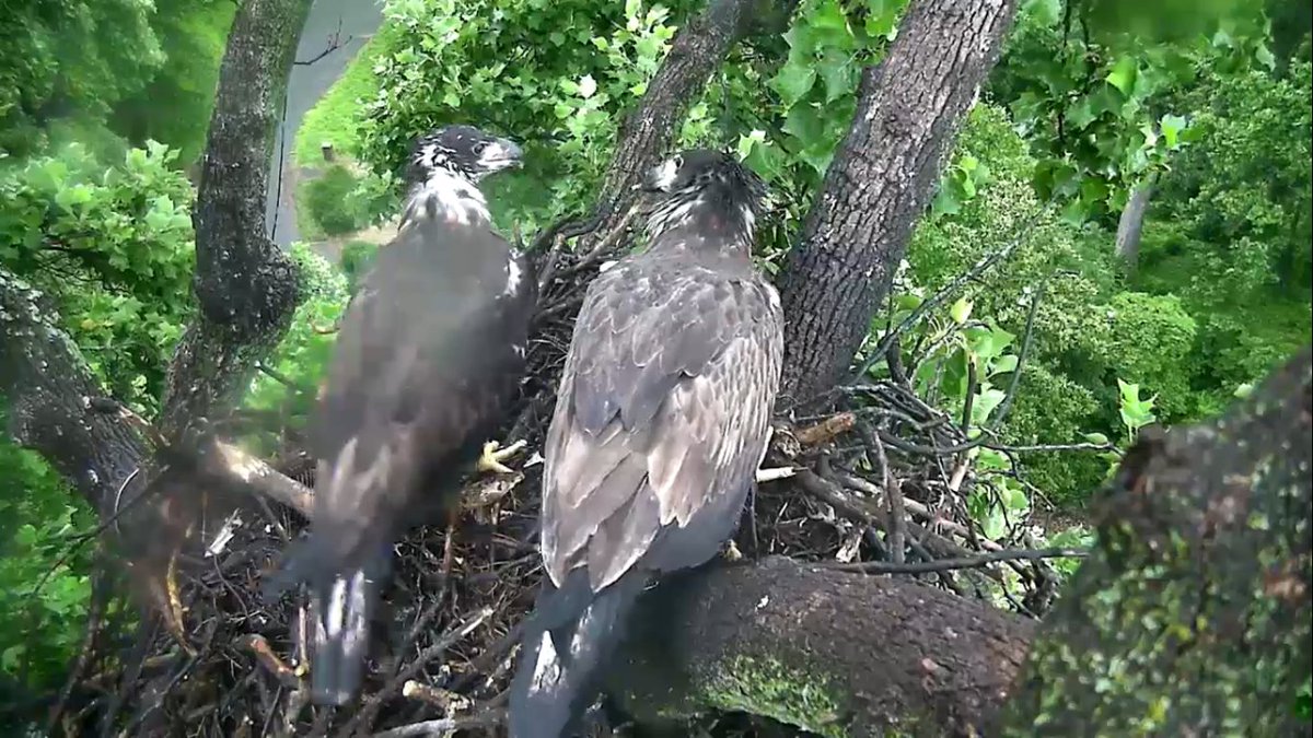 57MCM's tweet photo. Happy #FourthofJuly from #Freedom &amp; #Liberty! #dceaglets #dceaglecam https://t.co/p2yp82FgAI