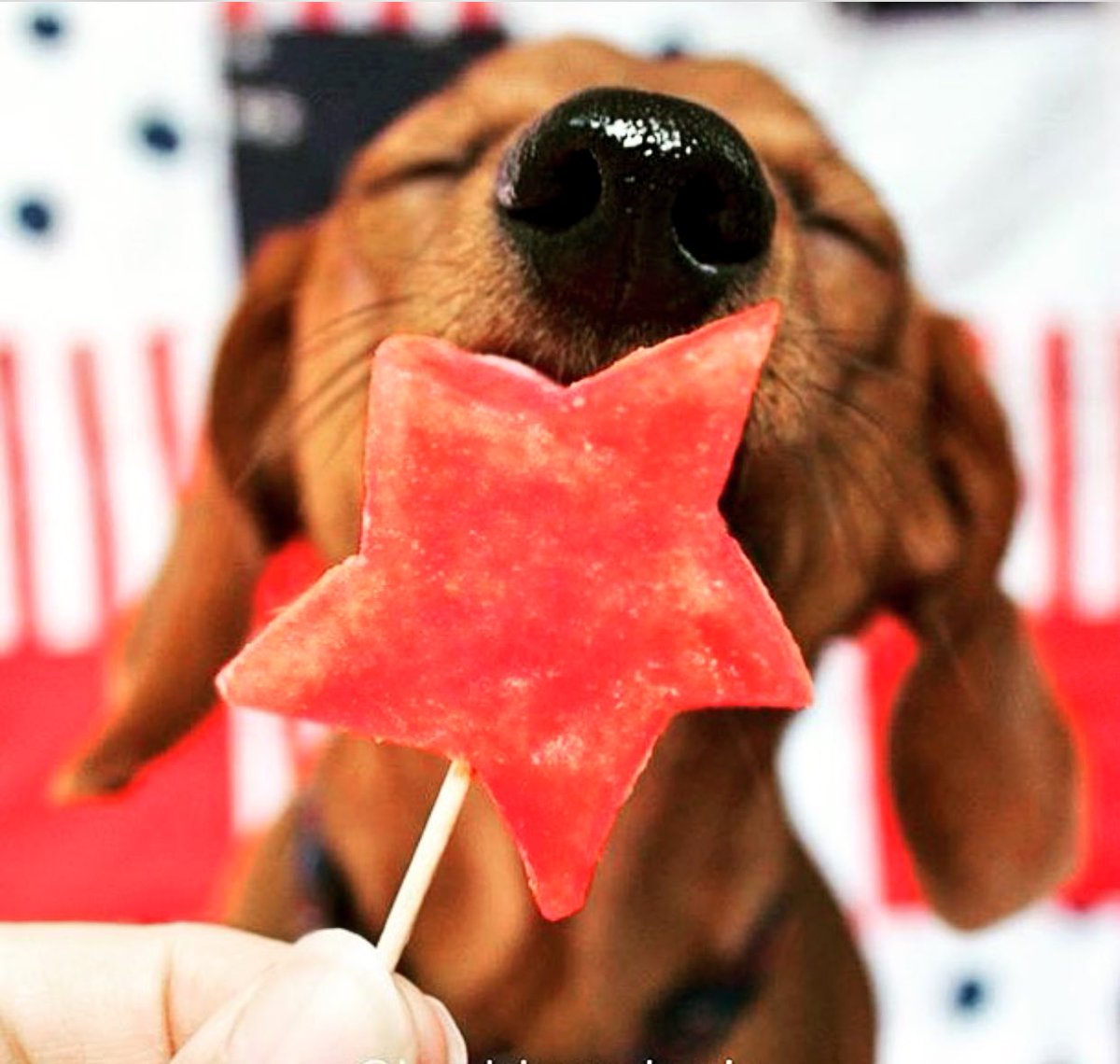 Woofers_Snacks's tweet photo. #TengoGanasDe comer los deliciosos bocaditos de @Woofers_Snacks #HealthySnacks #ForDogsAndCats https://t.co/7ATLMaXkXV