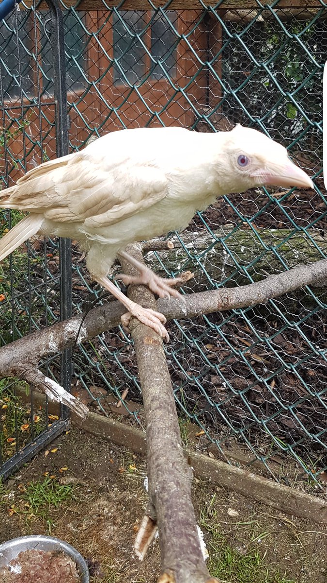 AnimalHouseWW's tweet photo. @ChrisGPackham new arrival #albinism #albino #crow #british #wildlife #rescue #nature #beauty #rare https://t.co/kN1oN4nC5B