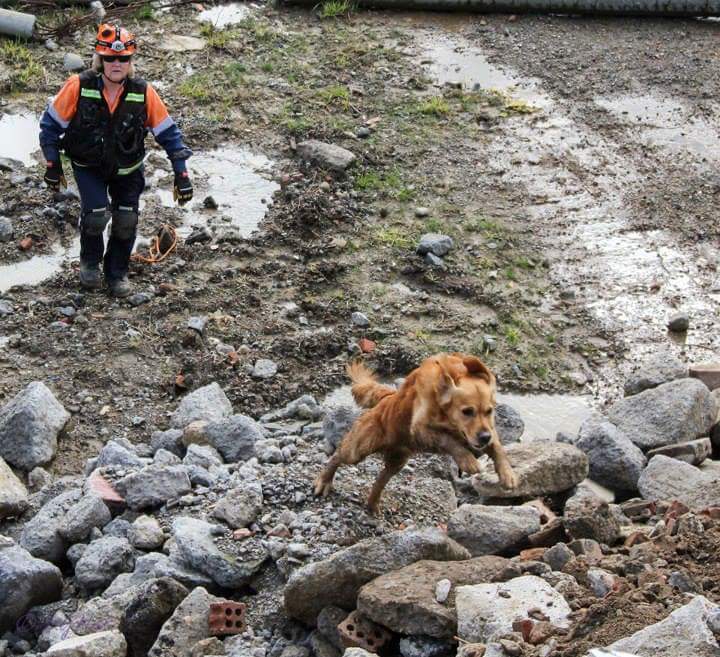 Congratulations to the four <a href="/SARDA_AUS/">SARDA Australia</a> #SARdog teams assessed operational by the <a href="/VictoriaPolice/">Victoria Police</a> dog squad in June.