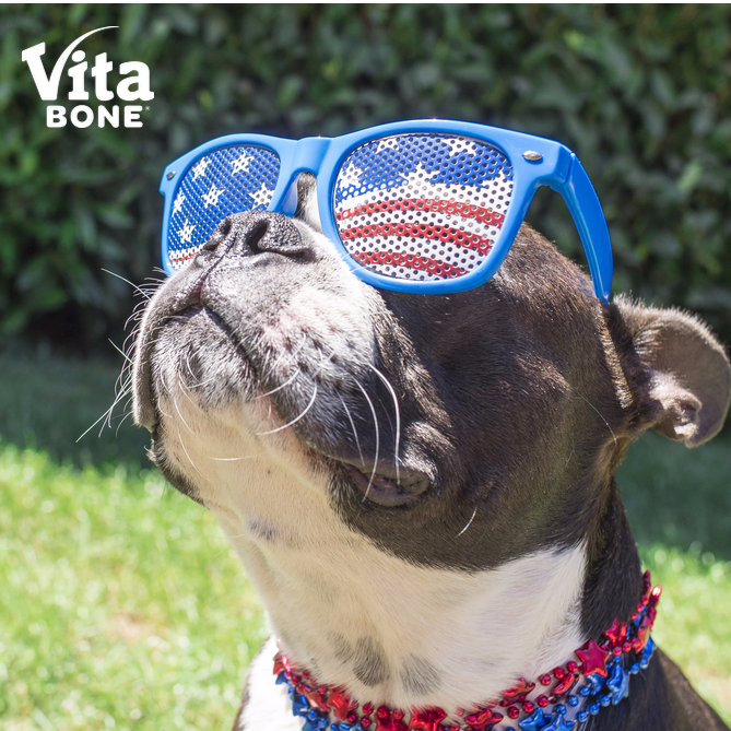 Vita_Bone's tweet image. Soaking it all up...the rays and the patriotism, that is. 😎 🇺🇸 #PatrioticPups #4thofJuly