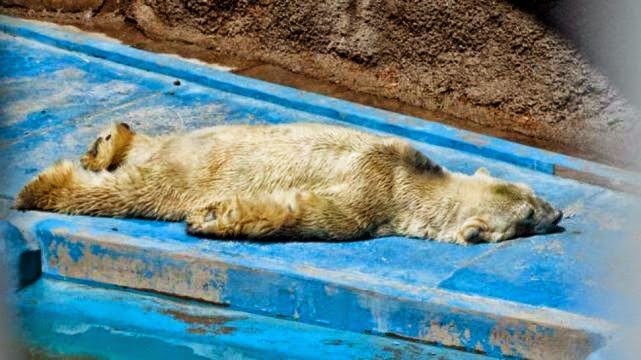 SalmanSebastian's tweet photo. #DejaronMorirAlOsoPolar.

Son unos Malditos Mal Paridos y Bastardos Cabrones. https://t.co/5r6lwXGa61