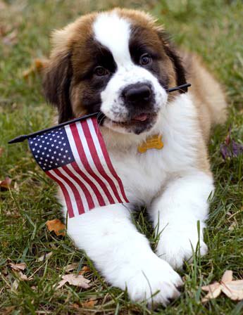 Yve8699's tweet photo. @PatriciaAHenso1 @judylyn43 @DeaGig139 @linda1974a @LovesWaterViews @MyLove4Fassy @missc4ts Greetings from Canada 🇨🇦🍁  Have a Joyous &amp; Wonderful July 4th! 🇺🇸🎉🎆  Sending GOD'S Blessings of Love, Peace, Safety &amp; Continuous Freedom 4 my American Sisters' Great Country of USA! ♥️🙏🇺🇸🕊️🇺🇸🎉🇺🇸🎆🇺🇸  https://t.co/ir4FicVs8I  https://t.co/YWpfPObvwU  https://t.co/XrhtgZZTE7