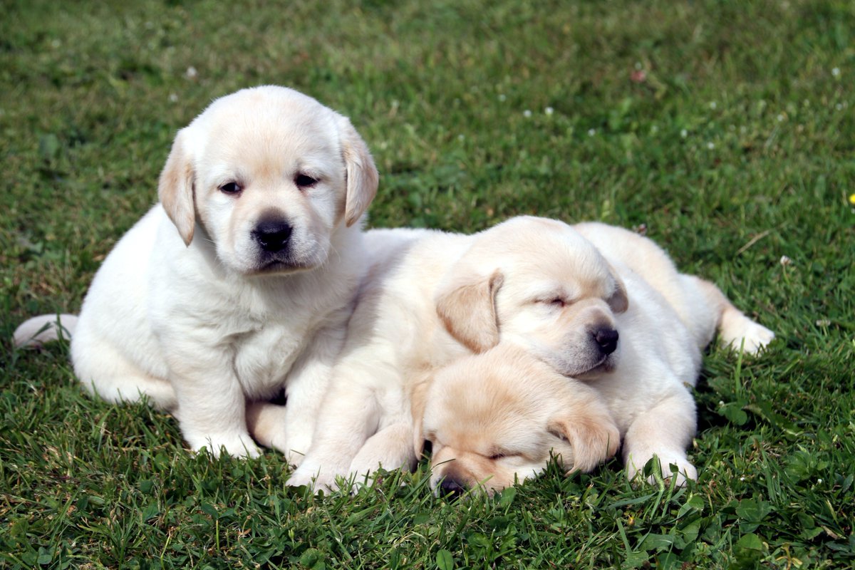 doukare's tweet photo. Puppies are growing...but still need some sleep  sooooo tired!! https://t.co/hKstPqQD9O