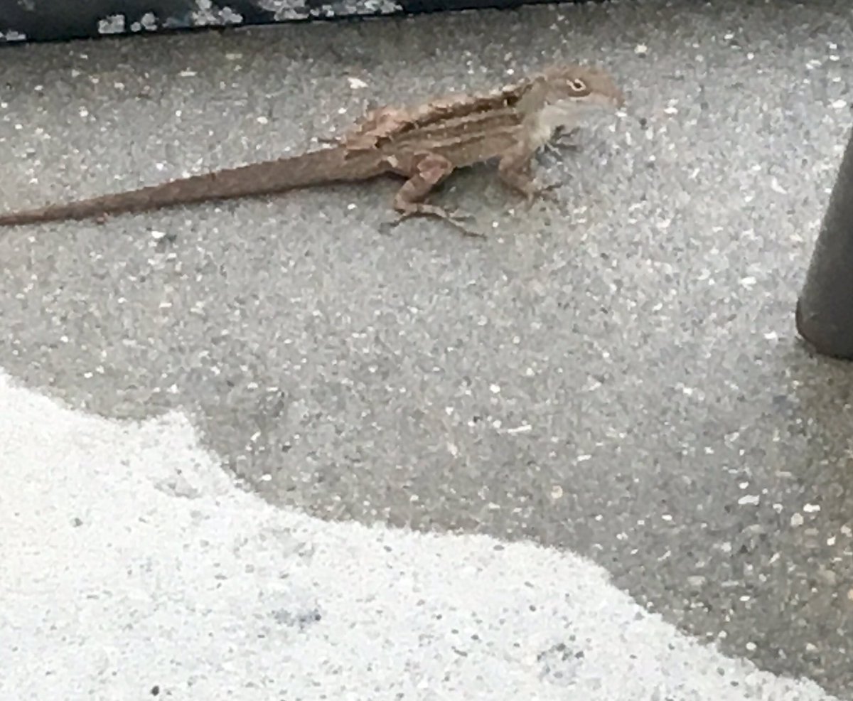 GatorAnole's tweet photo. #FoundAWetSpot. https://t.co/zON0QqeNpB