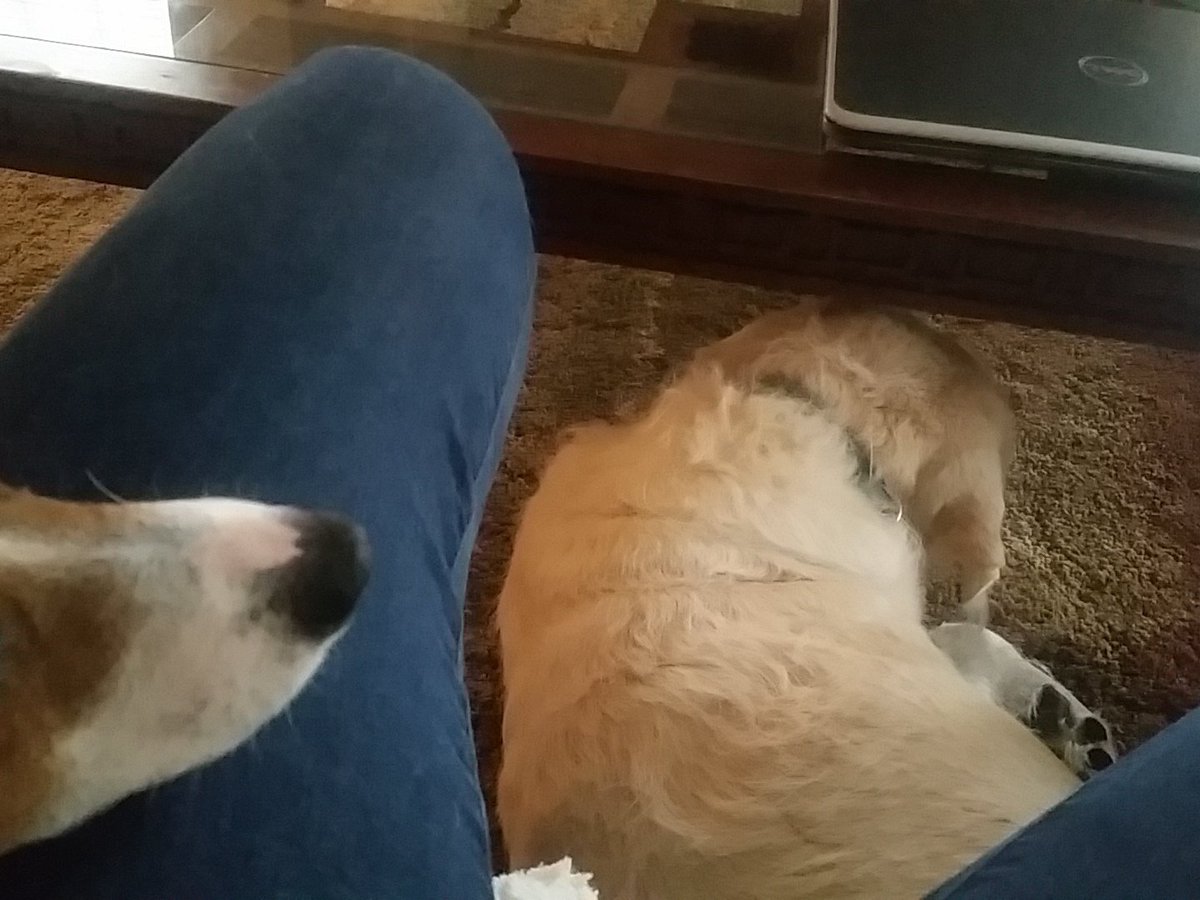 luvpines's tweet photo. 4th of July outings off the table. Scared dogs. #SouthernPinesLife https://t.co/vUOUySDzV5