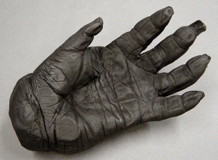 BrutasMightyApe's tweet image. hand without gorilla... brutas weep