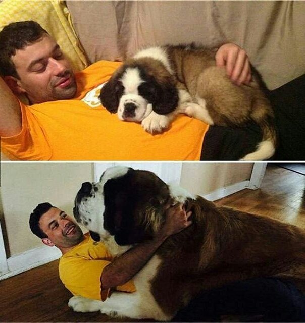 TheLazyDog_'s tweet image. #DogLife