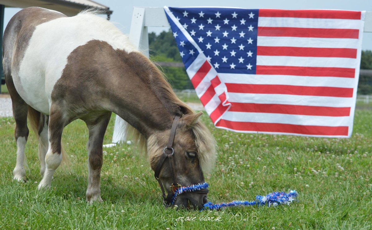 Happy Fourth of July from Fonzi and all of us at Old Friends 🇺🇸