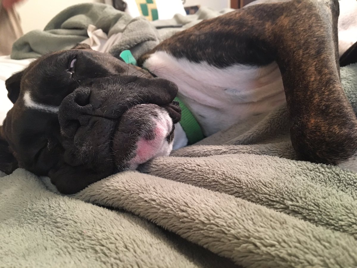 bradygales9's tweet photo. Ya'll do me a solid and look out for a boxer puppy His name is Thor he got out tonight and we can't find him. Thanks https://t.co/k0NHvOXZyl