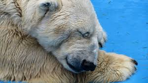 AlexPosternak1's tweet photo. #Arturo Found In Death The Freedom He Was Denied In Life @elephanaticsbc @jeffrey_ventre @AnimalsAsia @OrcaSOS @WWF https://t.co/bn1BDz1dAp