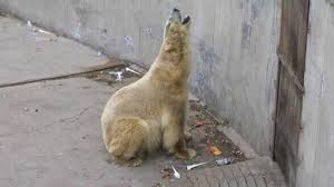 AlexPosternak1's tweet photo. #Arturo Found In Death The Freedom He Was Denied In Life @elephanaticsbc @jeffrey_ventre @AnimalsAsia @OrcaSOS @WWF https://t.co/bn1BDz1dAp