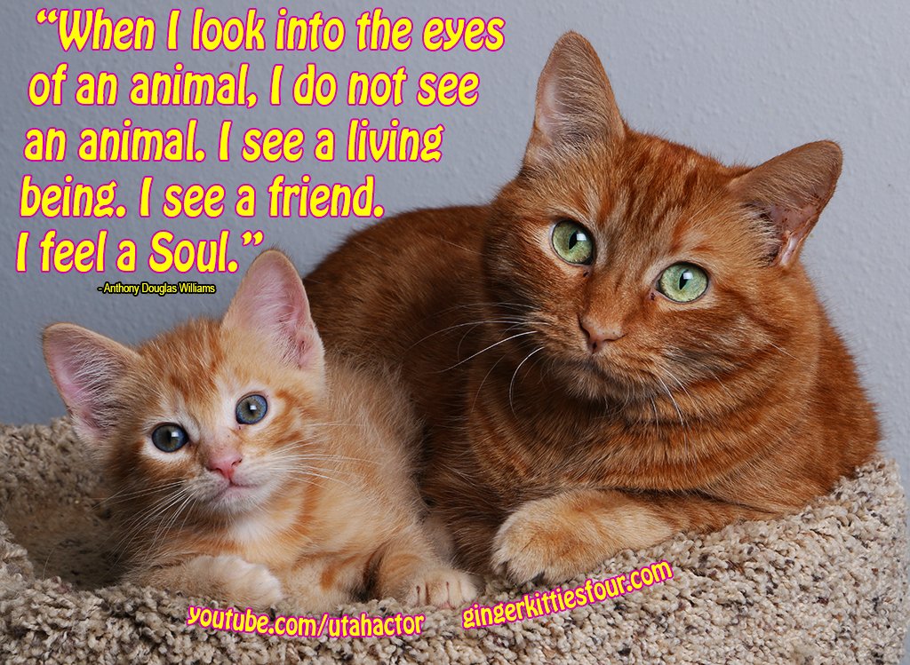 Ginger Kitties Four on Twitter "I see a friend, I feel a soul. cats 