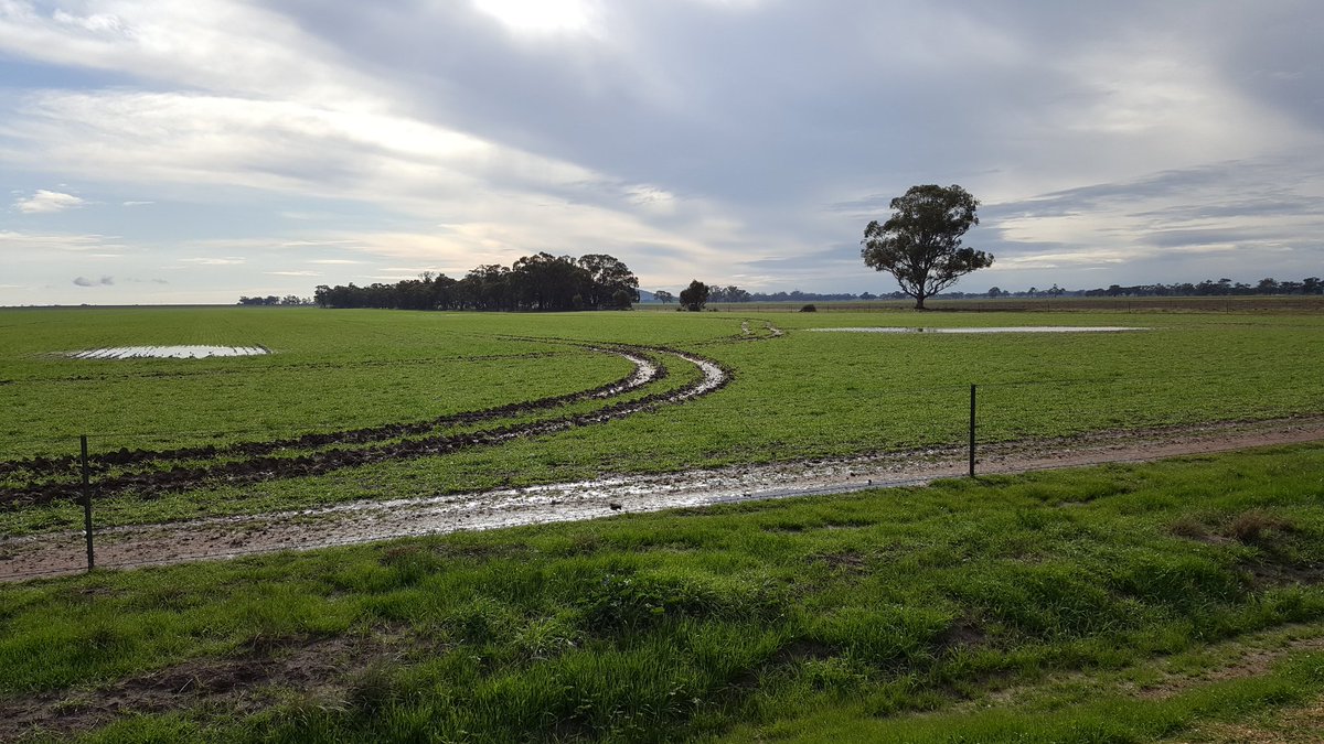 WCropW's tweet photo. Going to be busy after harvest #Flatrac will be earning its keep. #moneyinmud #becarefulwhatyouwishfor #ctf https://t.co/bcTp26NBd7