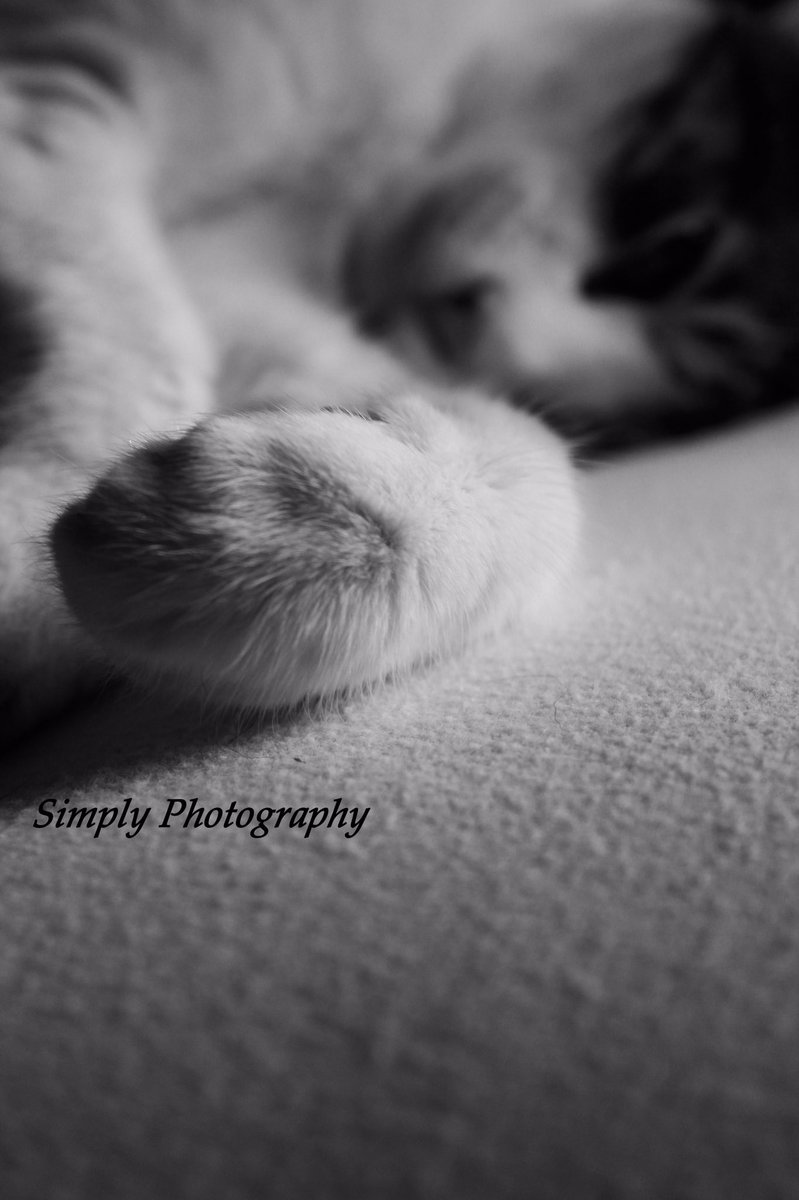 🐱#photo #cat #kitten #paws #focal #focus #focalpoint #angle #sleep #sleepy #kittylove