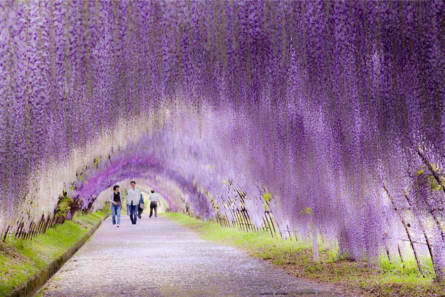 FlyforCoins's tweet photo. Wisteria flower tunnel, Japan #CollectMoments https://t.co/YsExGC68kW
