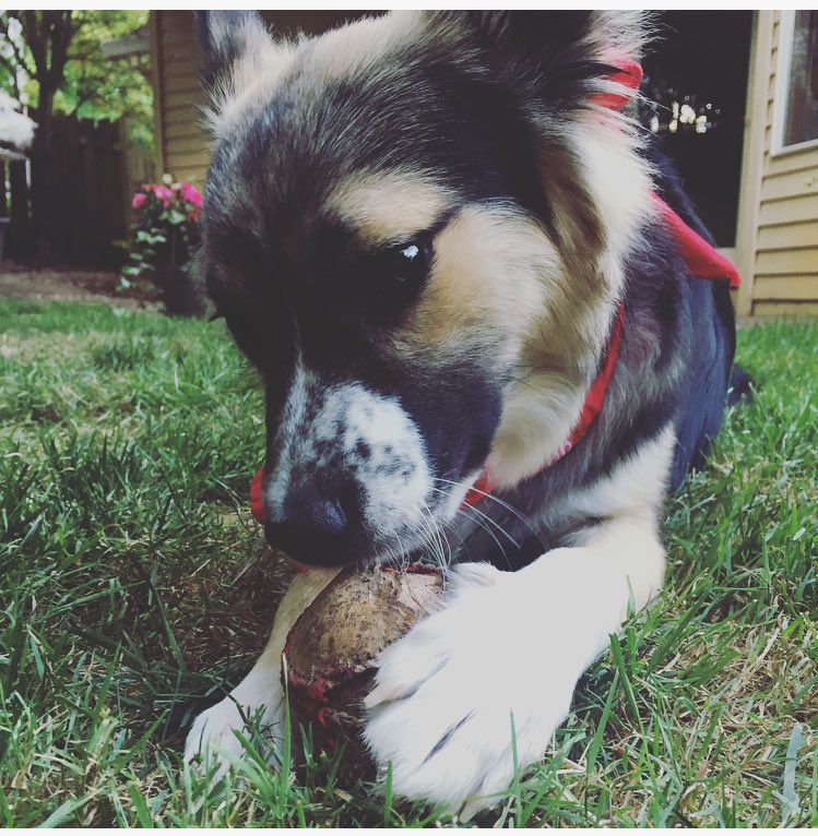 madymorrow12's tweet photo. 🇺🇸❤️Happy Fourth from Timber!❤️🇺🇸 https://t.co/UziBX6Cmn8