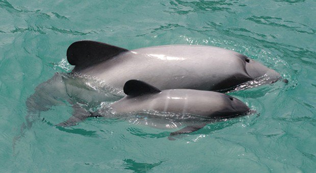 ProjectJonah's tweet photo. Today’s word is Pōpoto = Maui’s and Hector’s dolphins
The worlds smallest dolphin, endemic to Aotearoa. #tekupu https://t.co/do1zBcjC3K