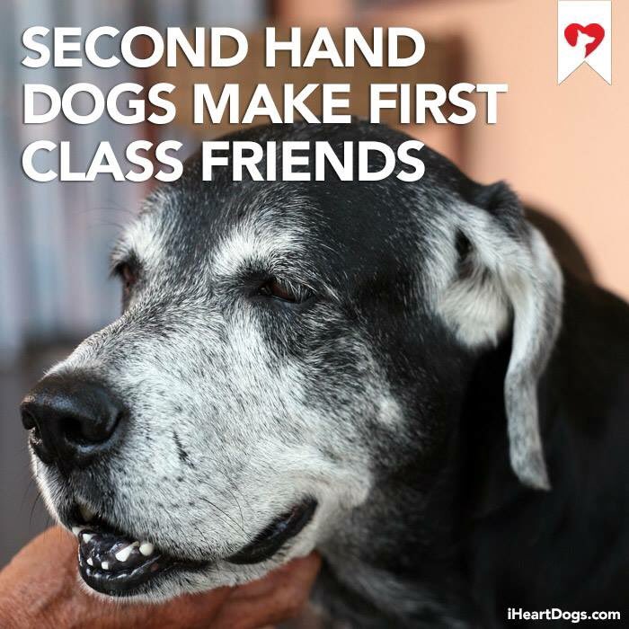 iheartdogs's tweet photo. https://t.co/cV5I0va2N3